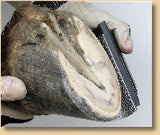 Radius Rasp PRO (RR-2) and Radius Rasp Pro Replacement Blades